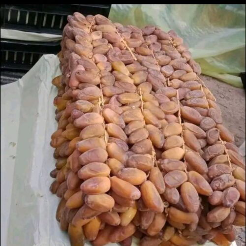 Kurma Tangkai Tunisia Algeria